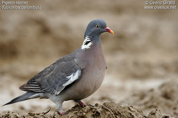 Common Wood Pigeon