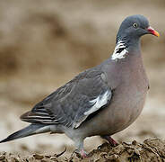 Common Wood Pigeon