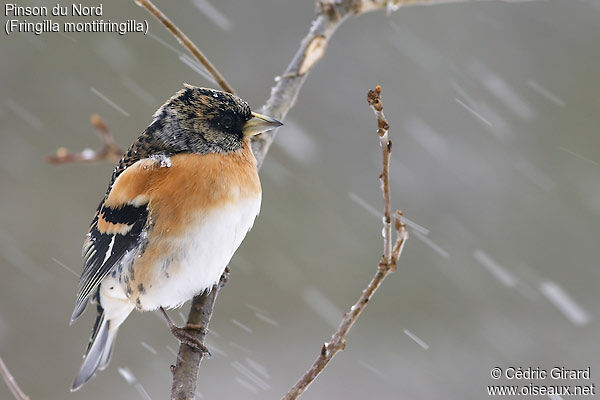 Brambling