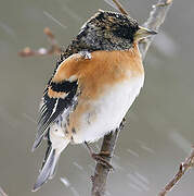 Brambling