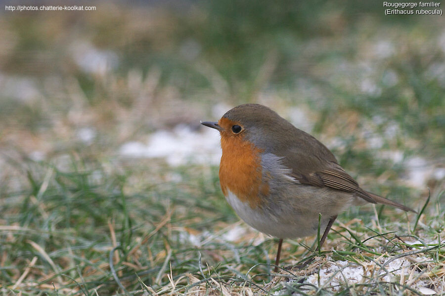 European Robin