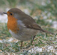 European Robin