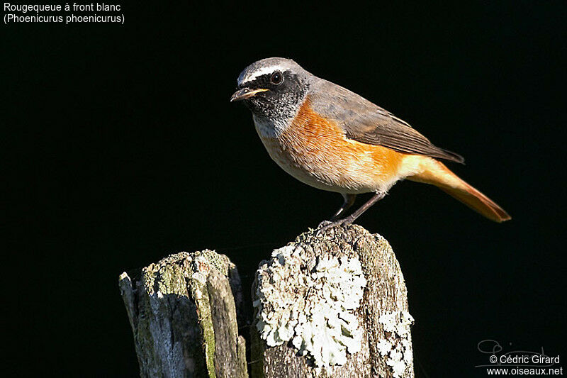 Common Redstart