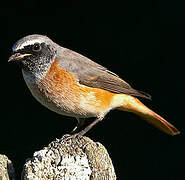 Common Redstart