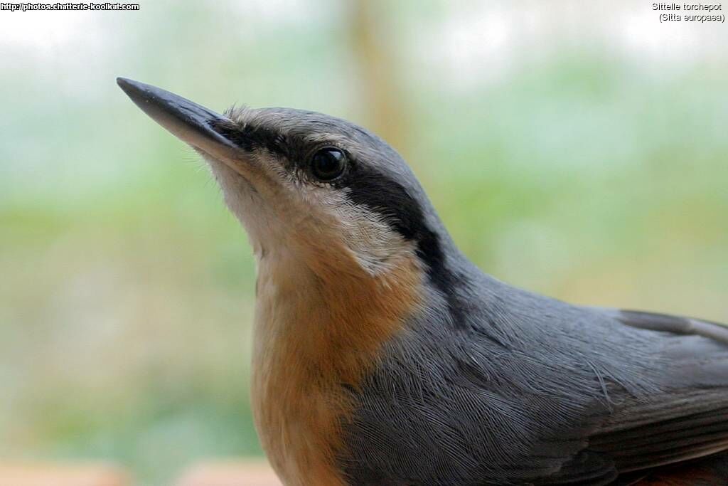 Eurasian Nuthatch