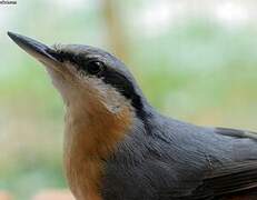 Eurasian Nuthatch