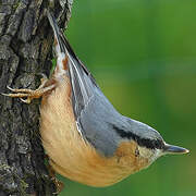 Eurasian Nuthatch