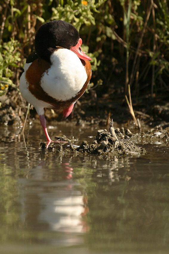 Common Shelduckadult