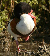 Common Shelduck