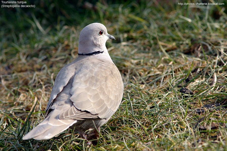 Eurasian Collared Dove