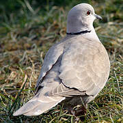 Eurasian Collared Dove