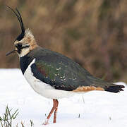 Northern Lapwing