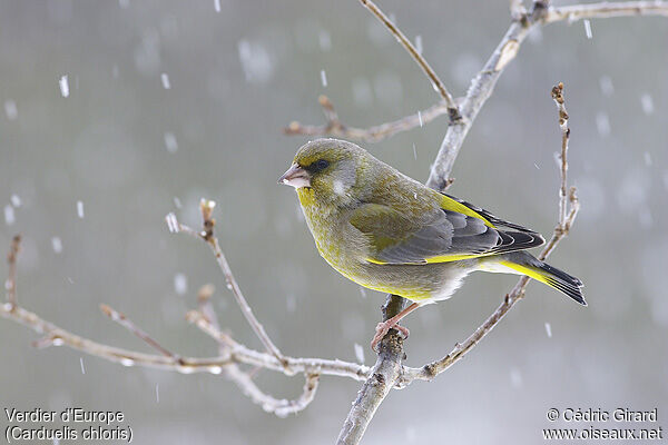 European Greenfinch