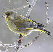 European Greenfinch