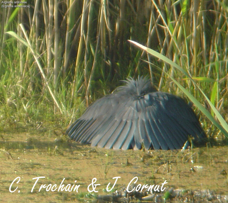 Aigrette ardoisée