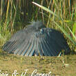 Aigrette ardoisée