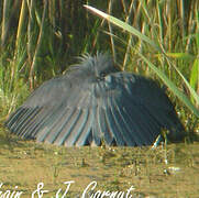 Aigrette ardoisée