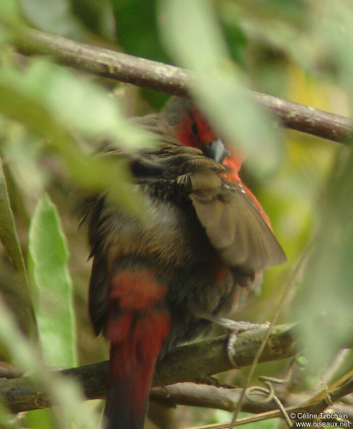 African Firefinch