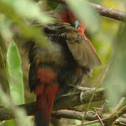 African Firefinch