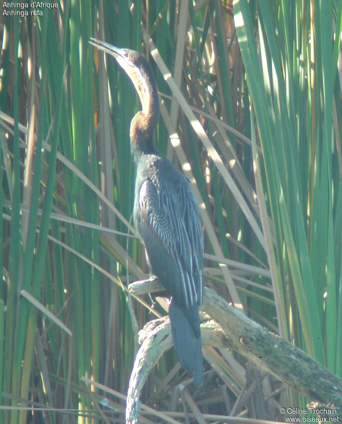 Anhinga d'Afrique