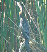 African Darter