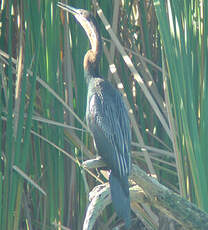 Anhinga d'Afrique