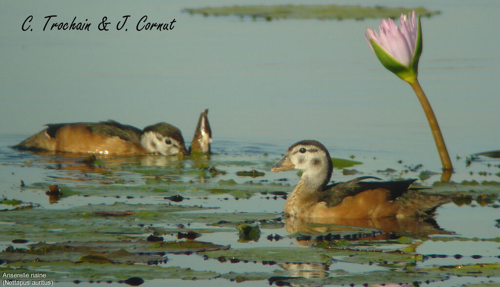 African Pygmy Goose