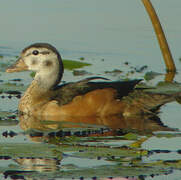 African Pygmy Goose