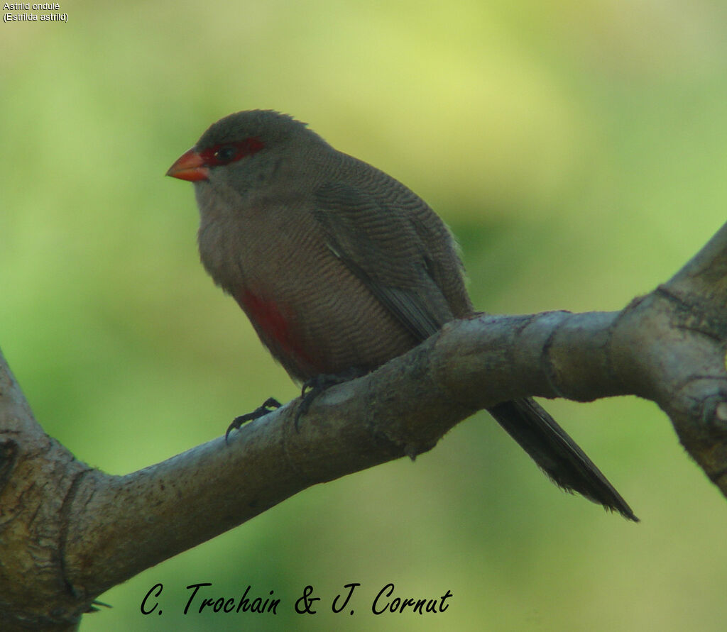 Common Waxbill