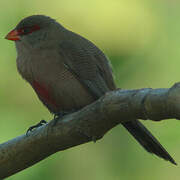 Common Waxbill