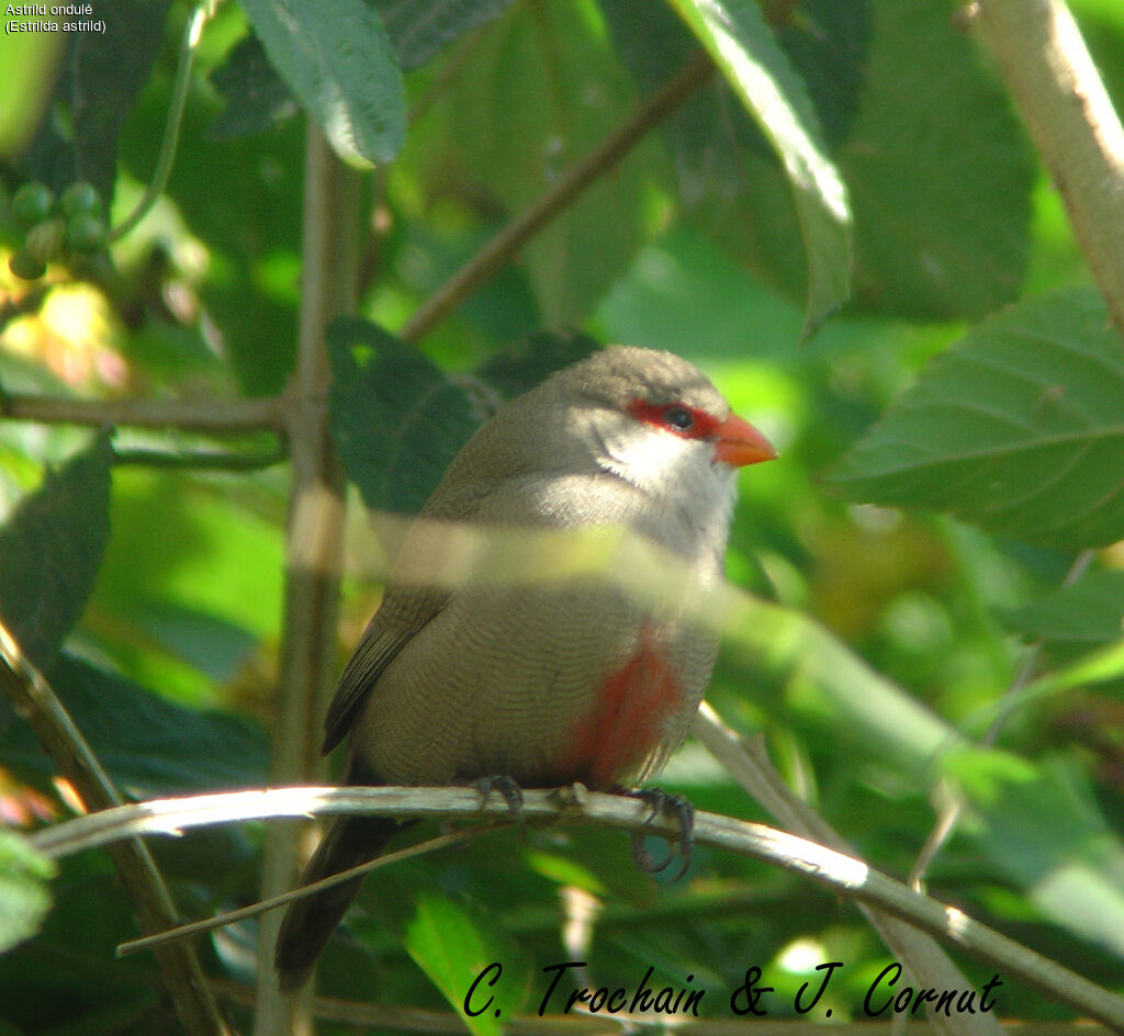 Common Waxbill