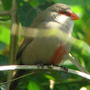 Common Waxbill