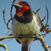 Black-collared Barbet