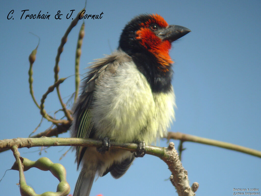 Black-collared Barbet