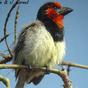 Black-collared Barbet