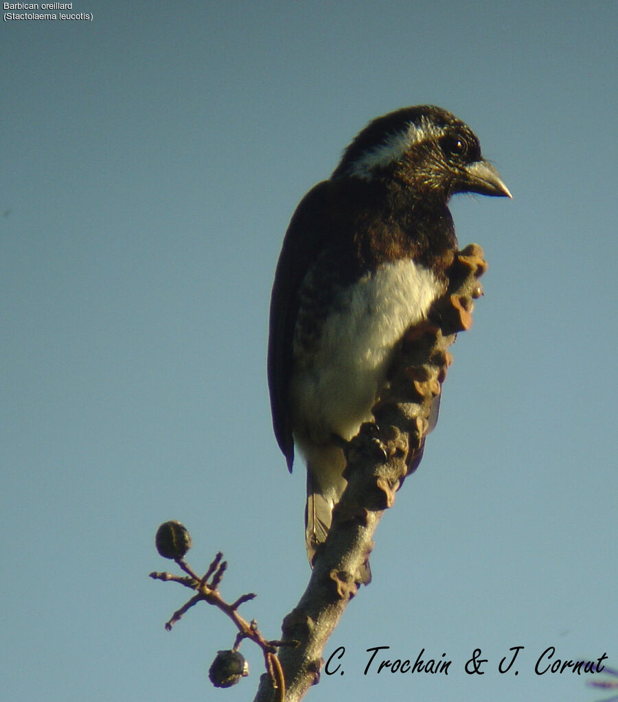 White-eared Barbet