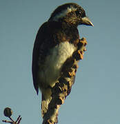 White-eared Barbet