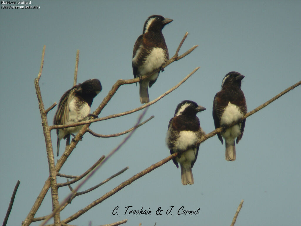 White-eared Barbet