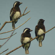 White-eared Barbet