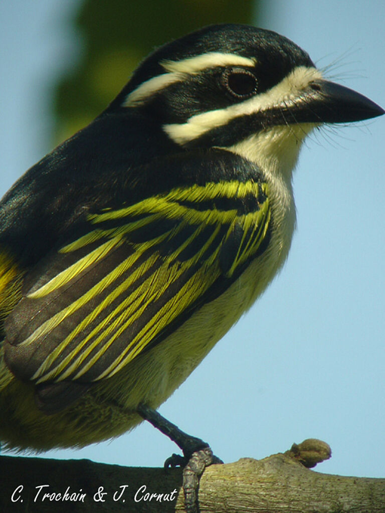 Yellow-rumped Tinkerbird