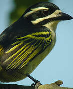 Yellow-rumped Tinkerbird