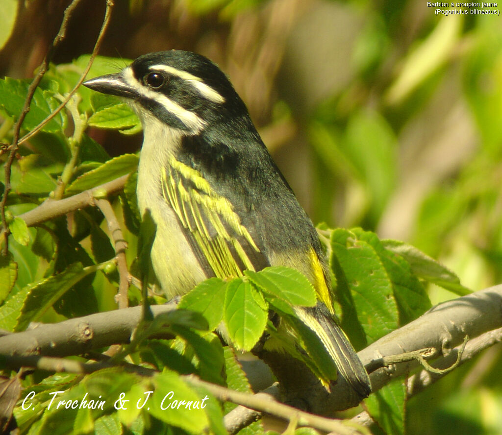 Yellow-rumped Tinkerbird