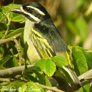 Yellow-rumped Tinkerbird