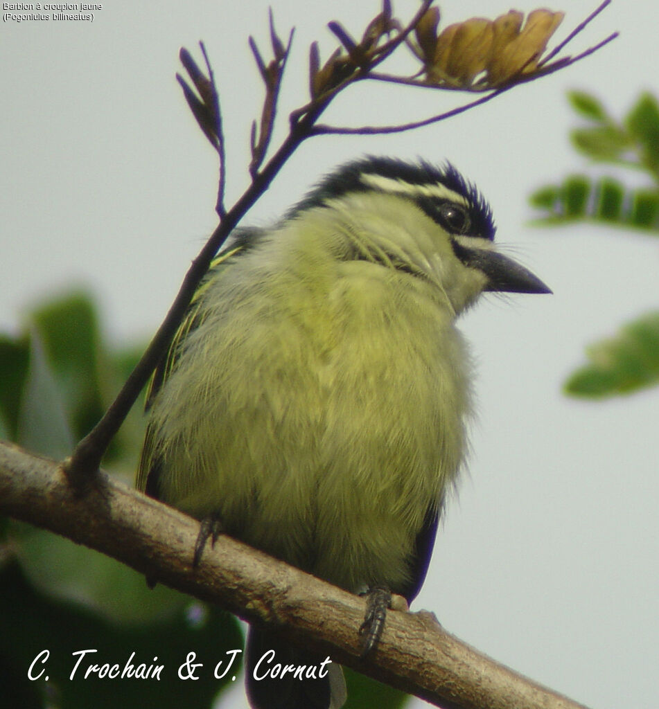 Yellow-rumped Tinkerbird