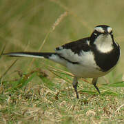 African Pied Wagtail