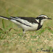 African Pied Wagtail