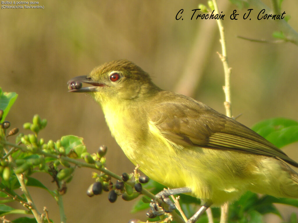 Bulbul à poitrine jaune