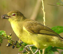 Bulbul à poitrine jaune