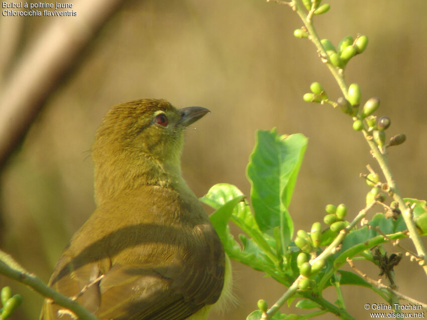 Yellow-bellied Greenbul