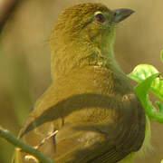 Yellow-bellied Greenbul